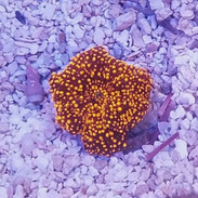 Soft Coral Frags