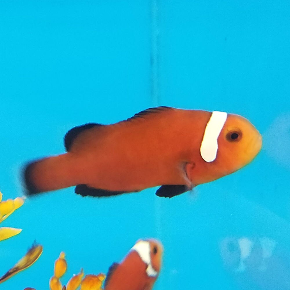 Extreme Misbar Mocha Ocellaris Clownfish Amphiprion Ocellaris